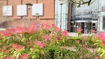 bee friendly planting.jpg