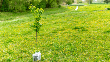 Tree planting stock