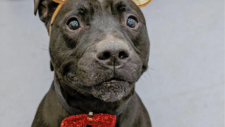 leopard co dogs home.png