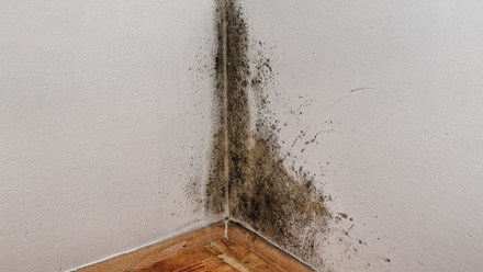 condensation_damp_mould.jpg