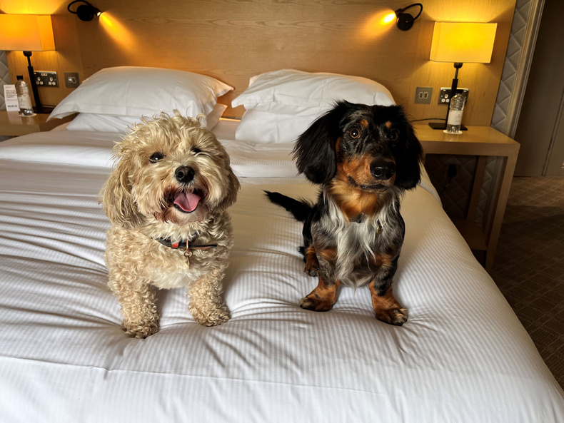 dog-friendly-stays-at-the-belfry-small(903886)