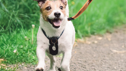 dog.jpg