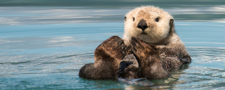 sea-otters(891295)