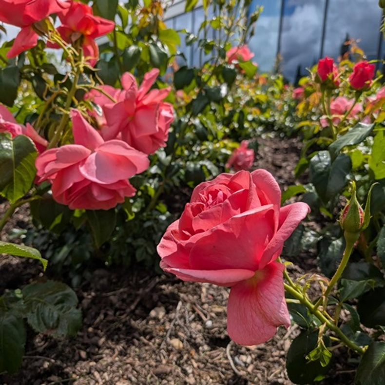 catherines-rose-rosa-(1).tmb-op-500-500.jpg