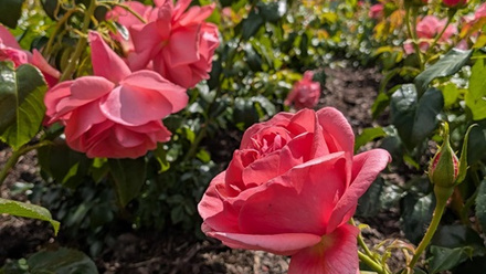 catherines-rose-rosa-(1).tmb-op-500-500.jpg