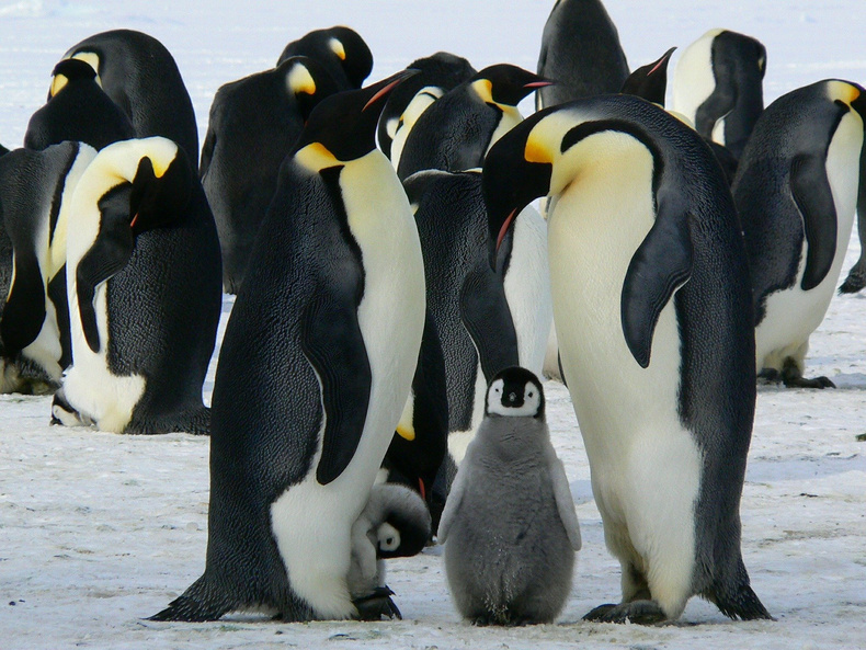 emperor-penguins-429128_1920(889235)