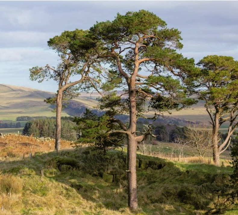 Canopy Tree Image.jpg