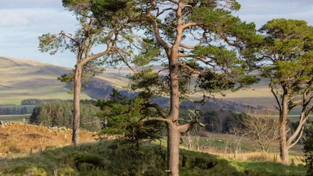 Canopy Tree Image.jpg