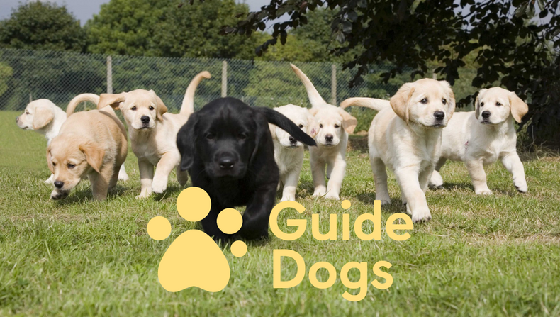 guide-dogs(902466)