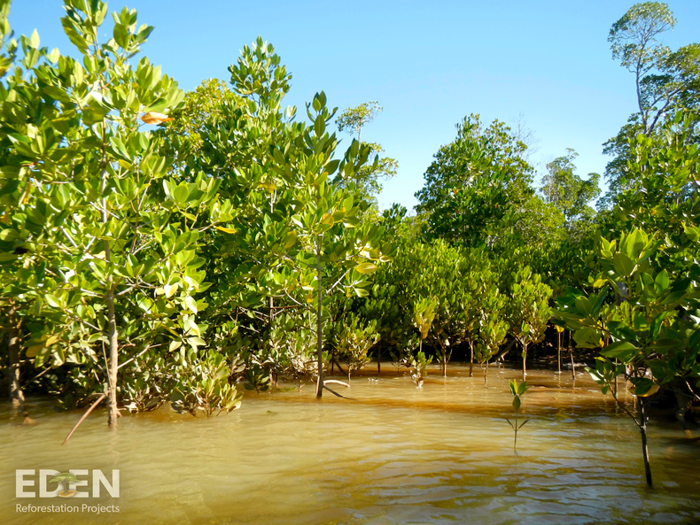 madagascar_young-mangrove-forest(897322)