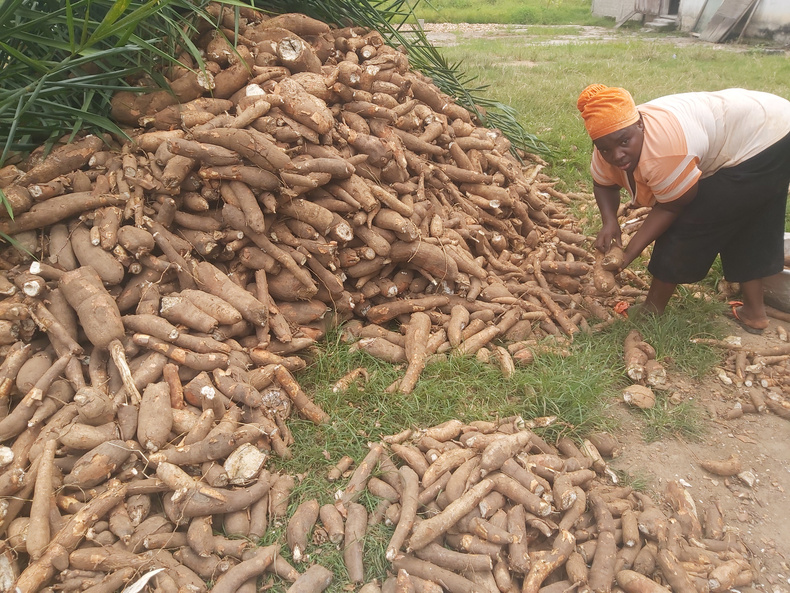 aston uni cassava.jpg