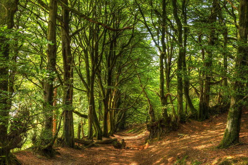 Kinver woods PR.jpg