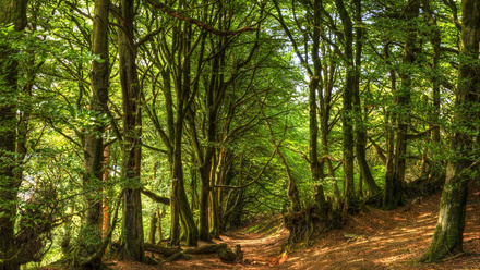 Kinver woods PR.jpg