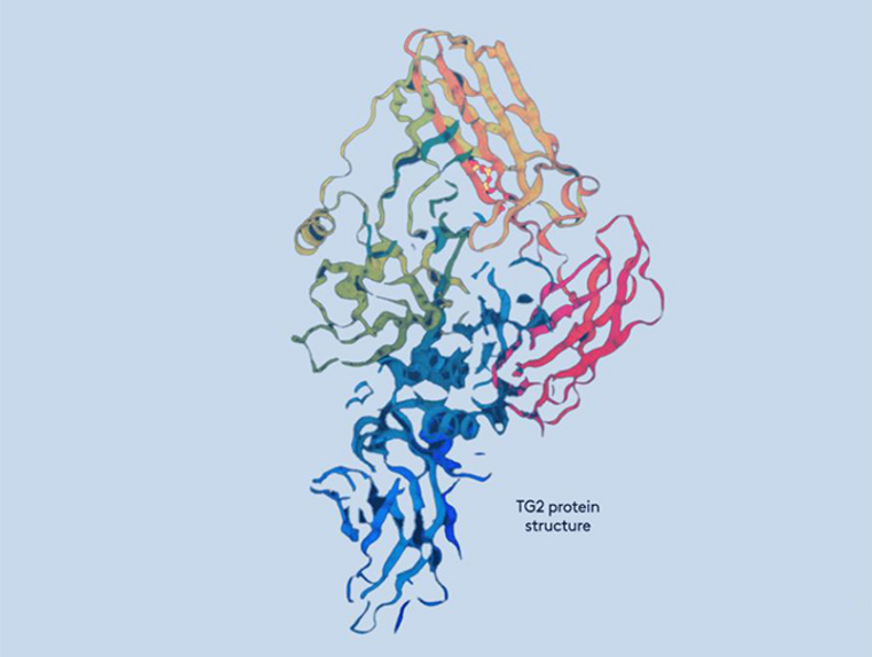tg2-protein-structure-rsz(901335)