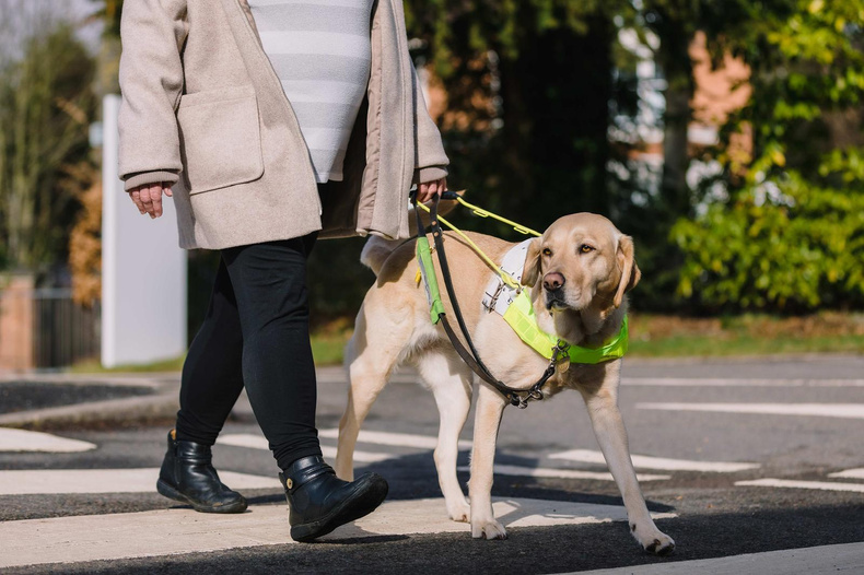 Guide Dogs.jpeg
