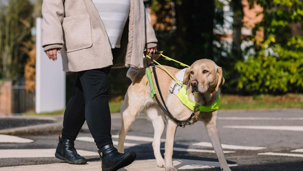 Guide Dogs.jpeg