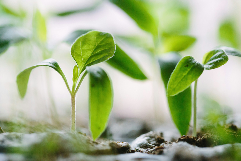 Sustainaility stock