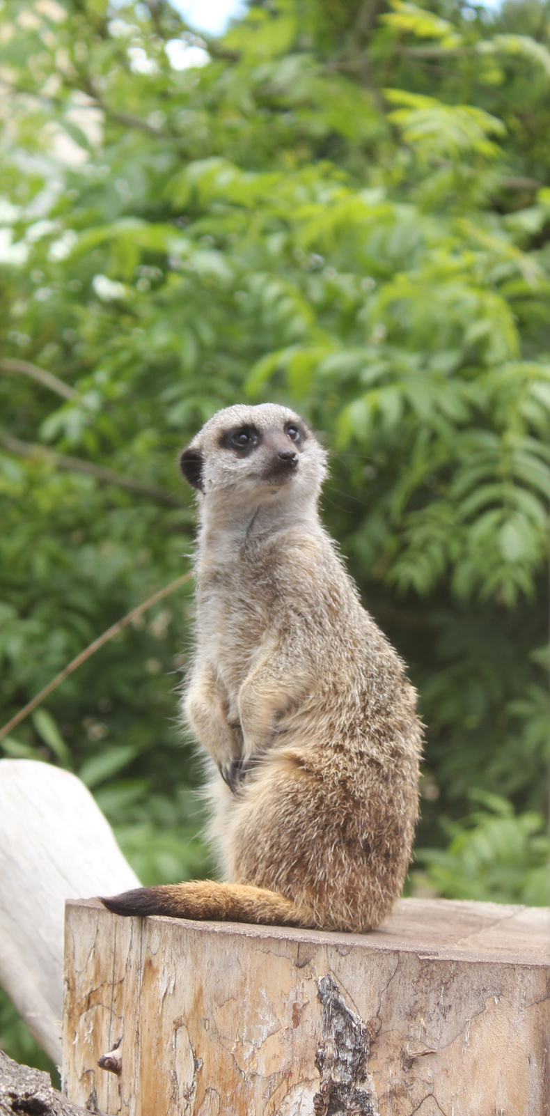 janet-street-porter-meerkat-1(890009)
