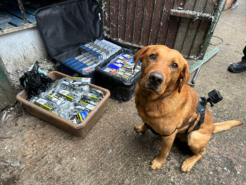 1. Detection Dog Cooper.jpeg