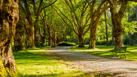 park.jpg
