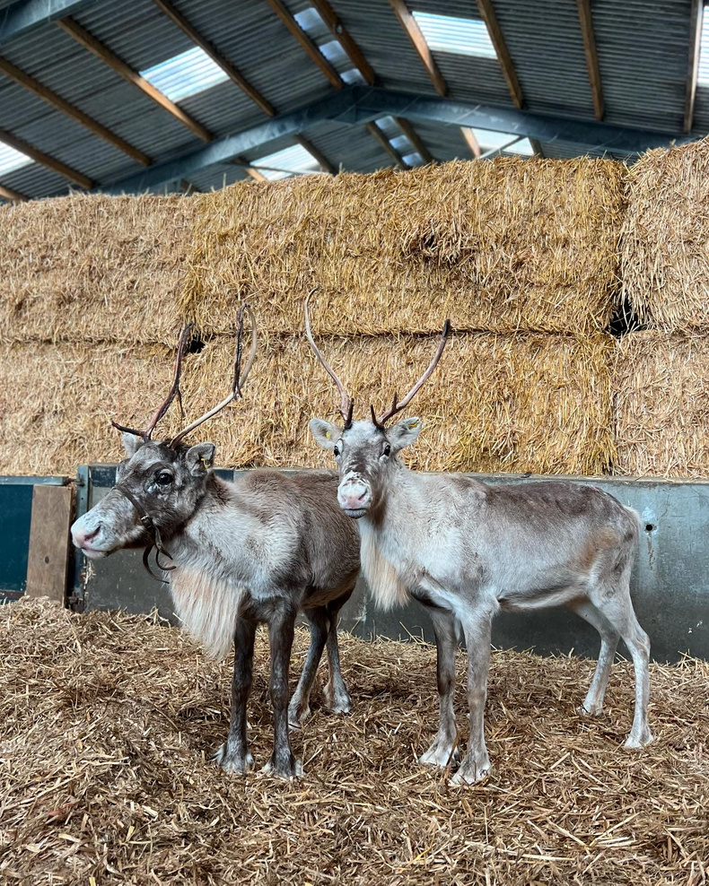 barn-at-berry-christmas(900655)