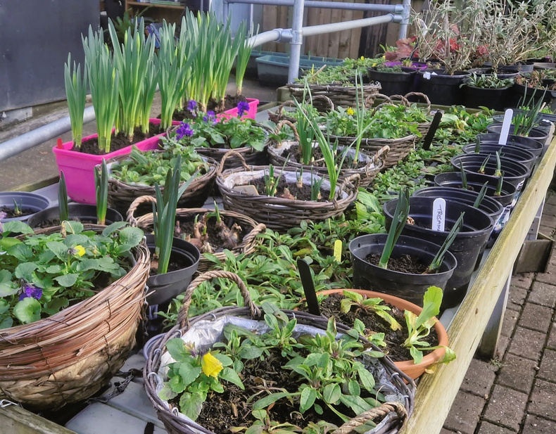 Plants available at the Greenhouse.jpg