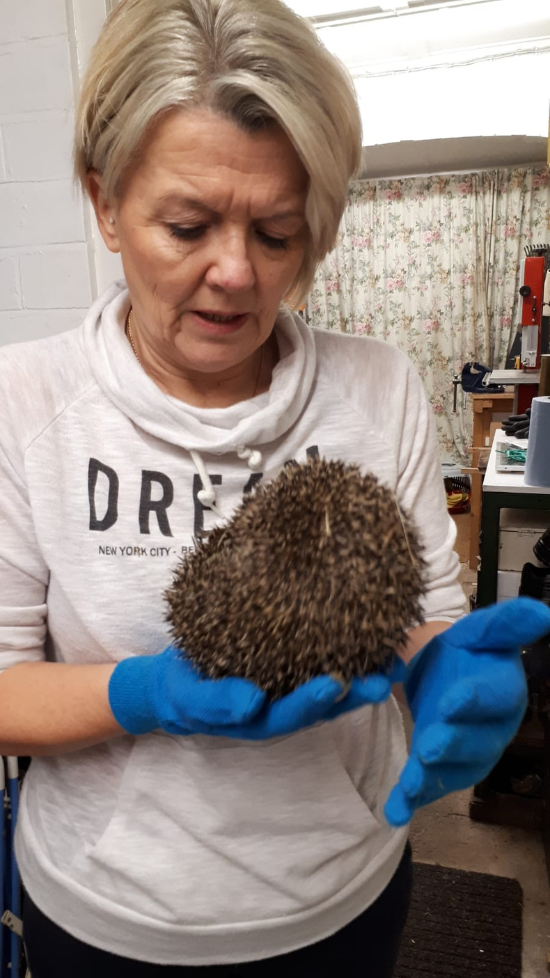 hedgehog(904539)