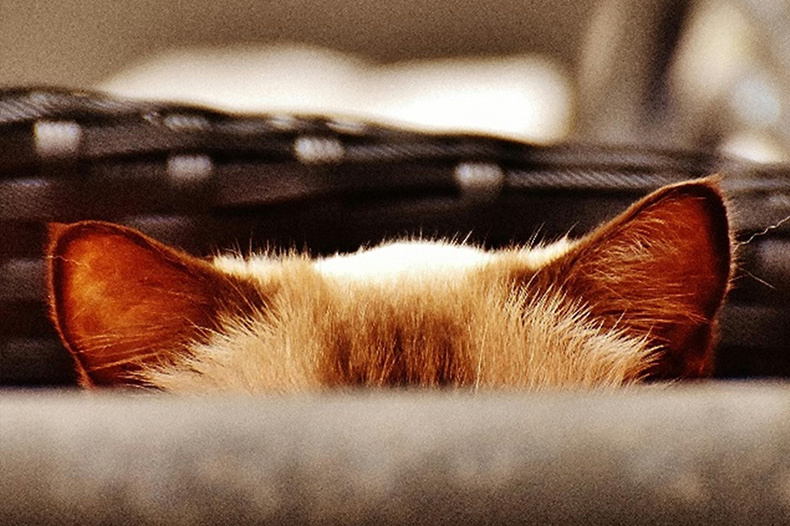 two-ears.jpg 1