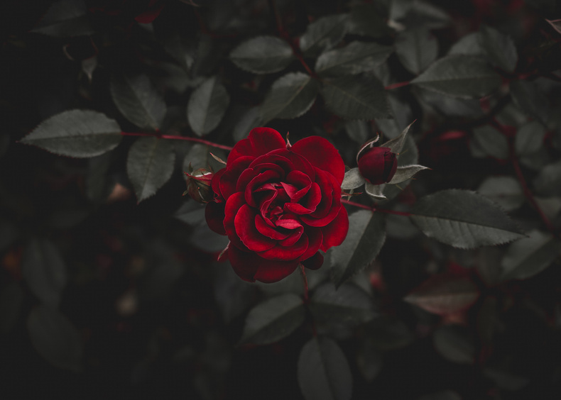 joshua-harris-rkw0akhoma-unsplash(896167)