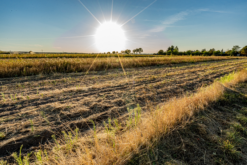 Climate Change & Surplus Food Blog Post Header.png