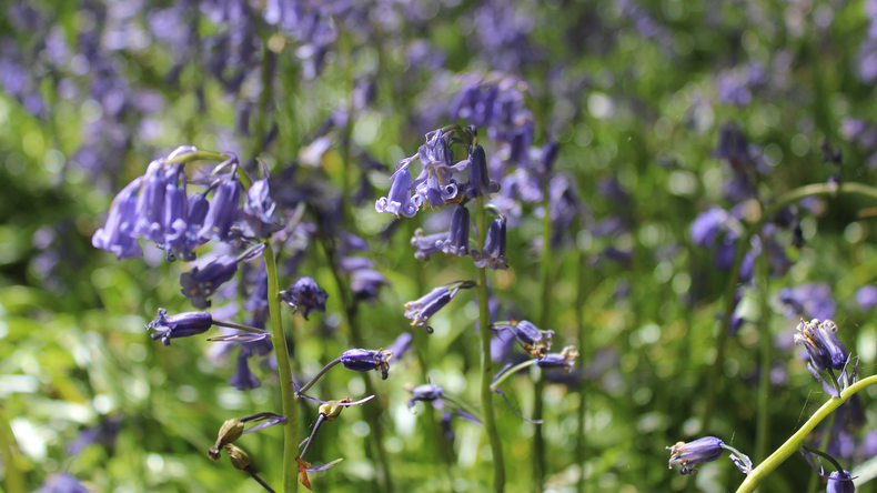 Bluebells.png