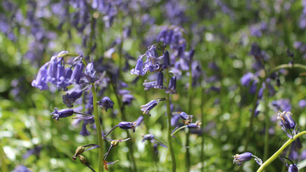 Bluebells.png