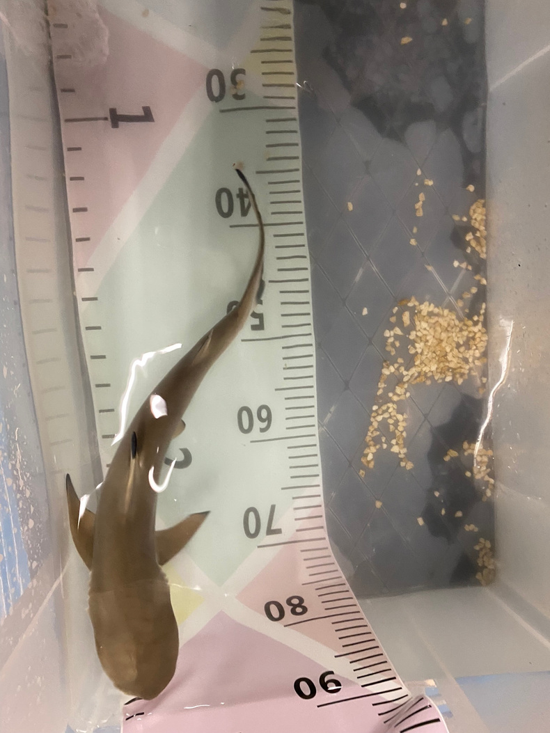 shark-pup(898547)