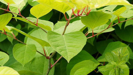 japanese knotweed.jpg