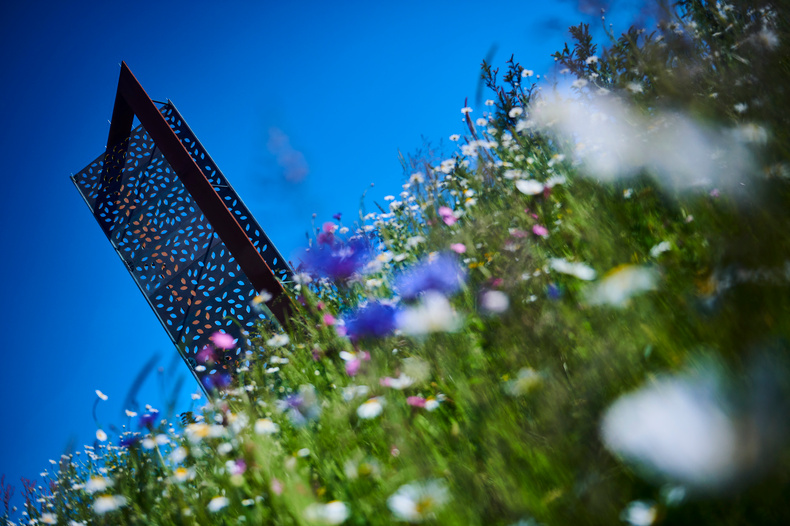 copy-of-wildflowers(892857)