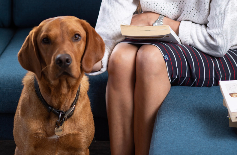 max-the-labrador.jpg