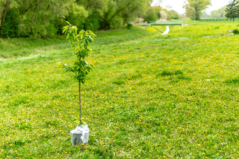 Tree planting stock