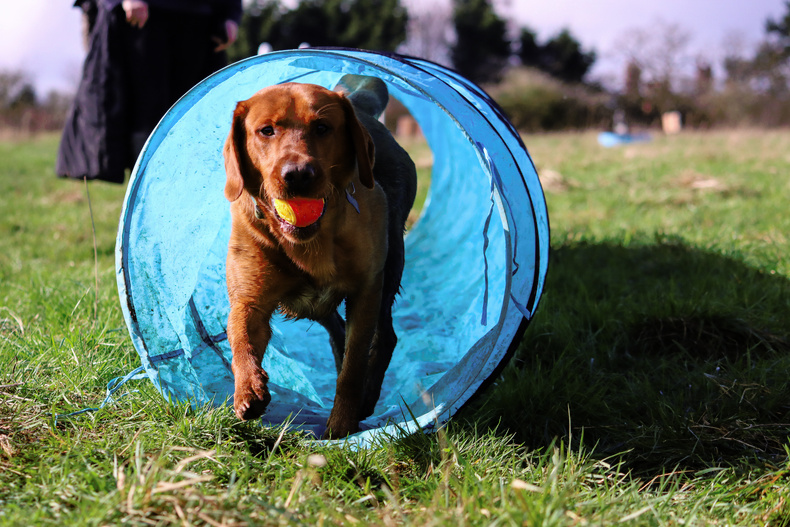 woofs 2025.jpg