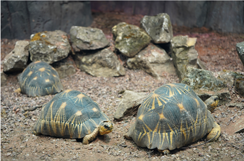 tortoise(891858)