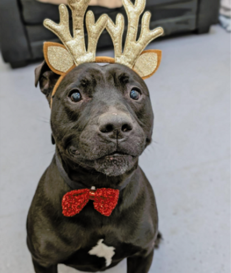 leopard co dogs home.png