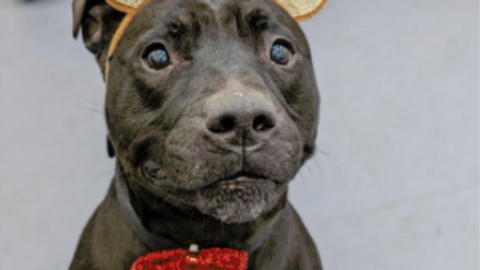 leopard co dogs home.png