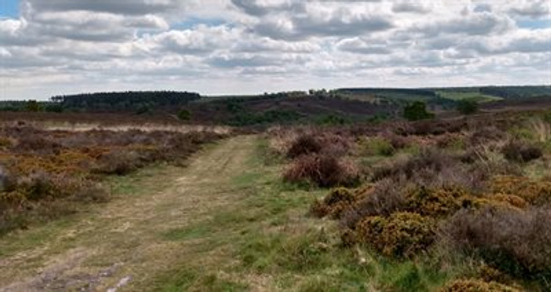 cannock-chase-countryside(889295)