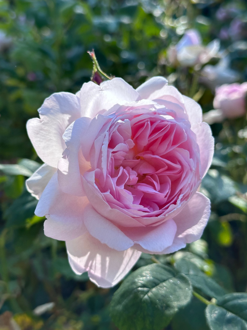 Roses.4.jpeg