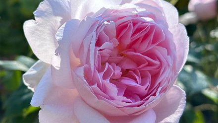 Roses.4.jpeg
