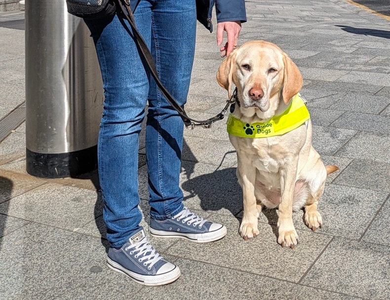 Pebble-guide-dog-THIS.png